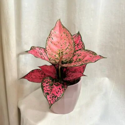 aglaonema spicy pink ruzova izbova rastlina