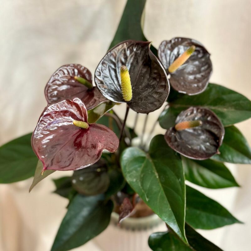 anthuium andreanum black love cierne anthurium