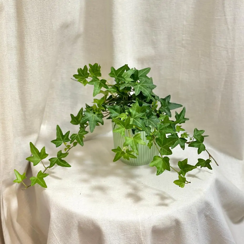 Brečtan / Hedera helix ‘Pittsburgh’