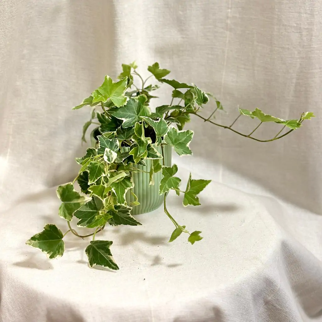 Brečtan / Hedera helix ‘White wonder’