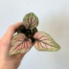 Caladium bicolor ‘Saga Light’ mini caladium bicolor saga izbova rastlina ruzova