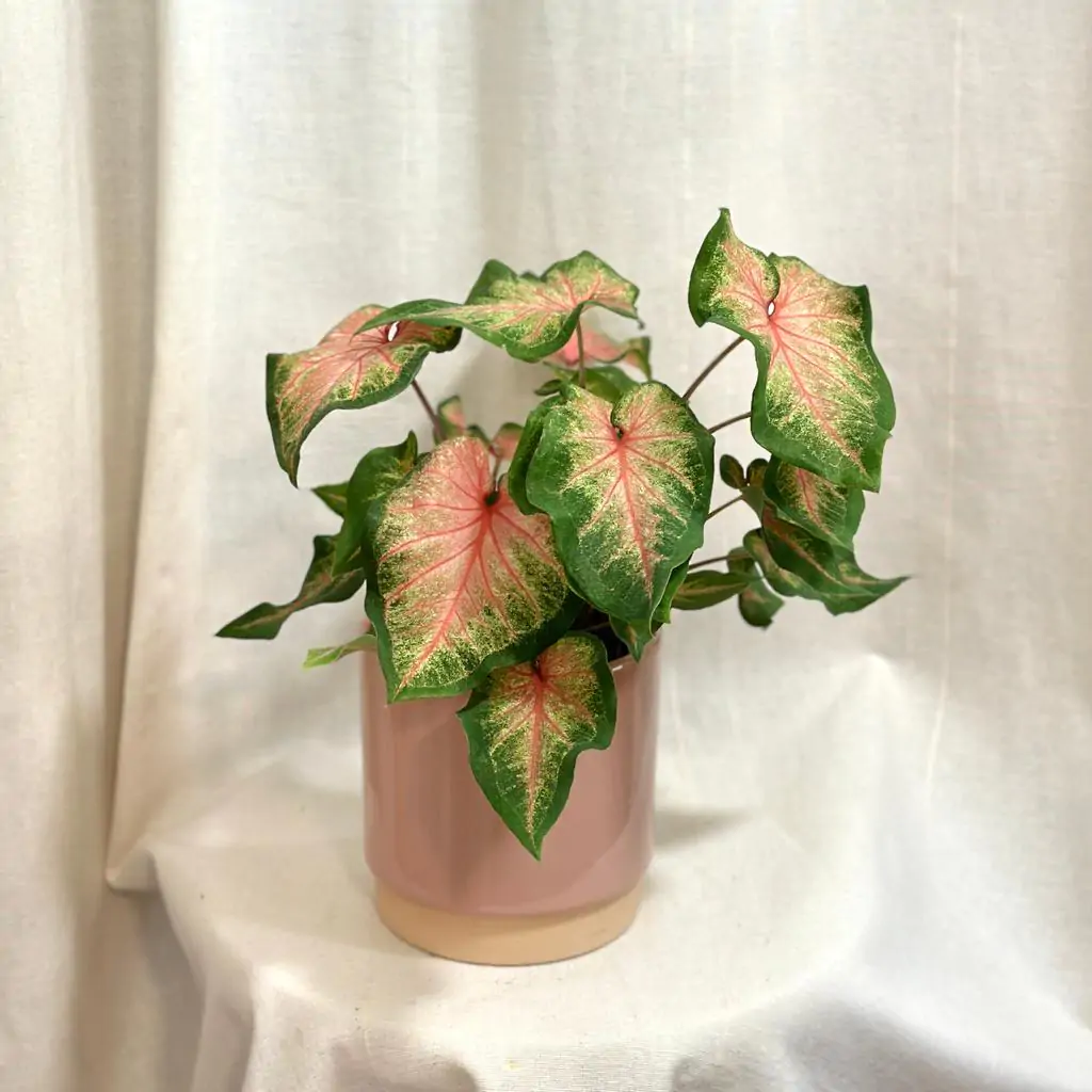 Caladium ‘Chinook’