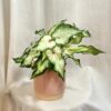 Caladium ‘White Wonder’ caladium White Wonder biele kaladium
