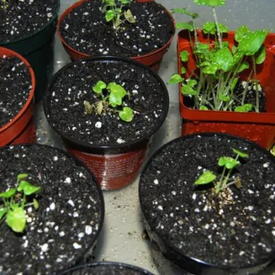 Workshop Izbové rastliny zo semienka SAShE v Tržnici colocasia gigantea zo semienok Plantizia.sk