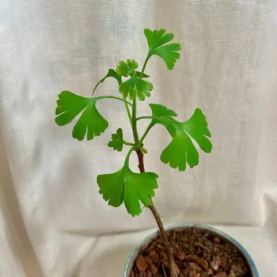 ginkgo biloba Ginko dvojlaločné, Ginkgo dvojlaločné, Ginkyo dvojlaločné, jinan, salisburia adiantifolia, Maidenhair tree
