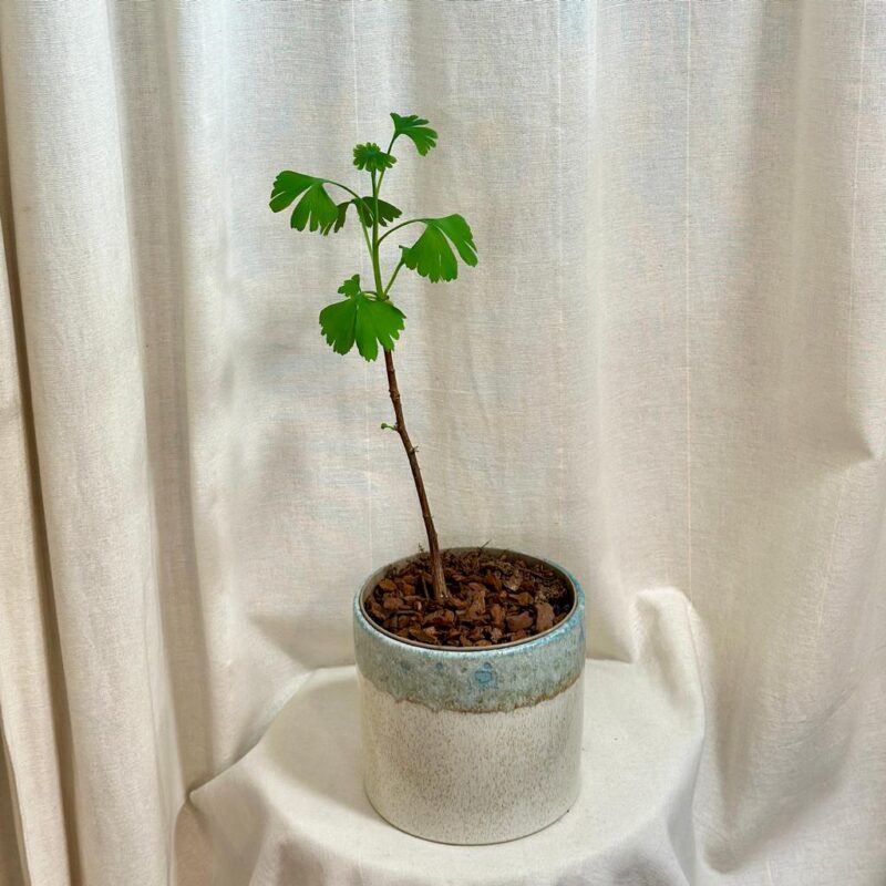 ginkgo biloba Ginko dvojlaločné, Ginkgo dvojlaločné, Ginkyo dvojlaločné, jinan, salisburia adiantifolia, Maidenhair tree