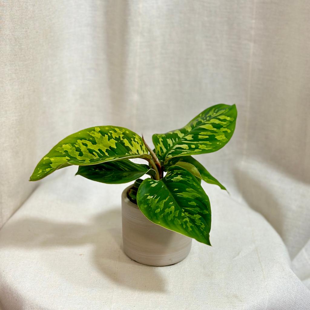 Homalomena ‘Camouflage’ malá