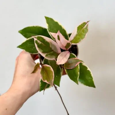 Hoya carnosa Flamingo Dream voskovka
