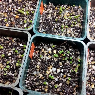 Workshop Izbové rastliny zo semienka SAShE v Tržnici semienka zive kamene lithopsy sukulenty zo semien navod ako vypestovat