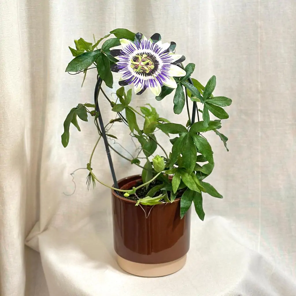 Mučenka / Passiflora caerulea