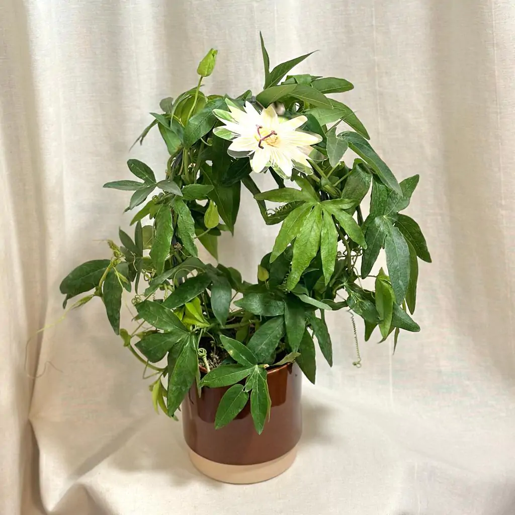 Mučenka / Passiflora caerulea ‘Constance Elliot’