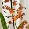 Orchidea Cambria ‘Cantante’ orchidea cambria