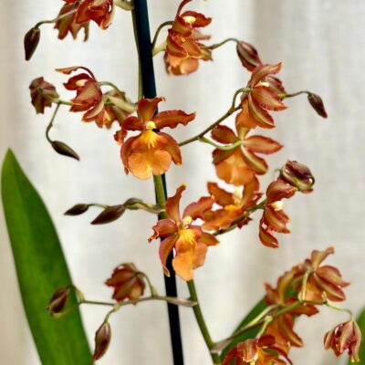 orchidea cambria