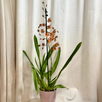 orchidea cambria