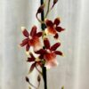 Orchidea Oncostele wildcat ‘Rainbow’ orchidea Oncostele wildcat Rainbow