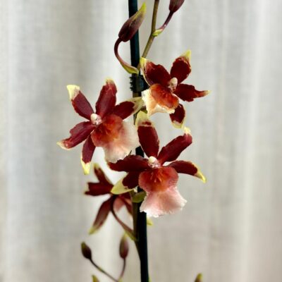 orchidea Oncostele wildcat Rainbow