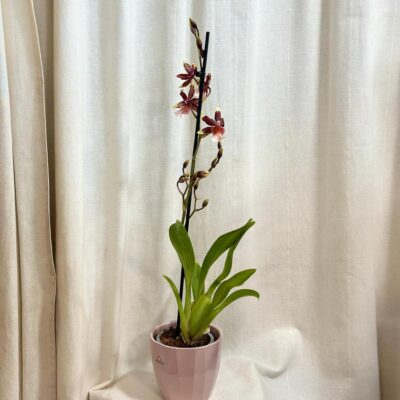 orchidea Oncostele wildcat Rainbow