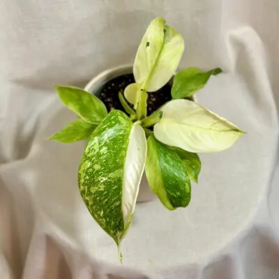 philodendron Jose Buono variegata panasovana izbova rastlina