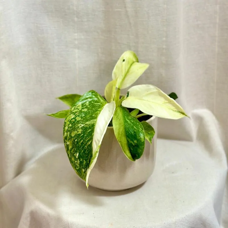 philodendron Jose Buono variegata panasovana izbova rastlina