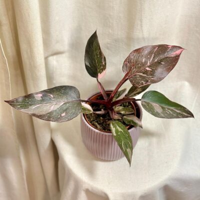 philodendron pink princess marble panasovany ruzovy philodendron