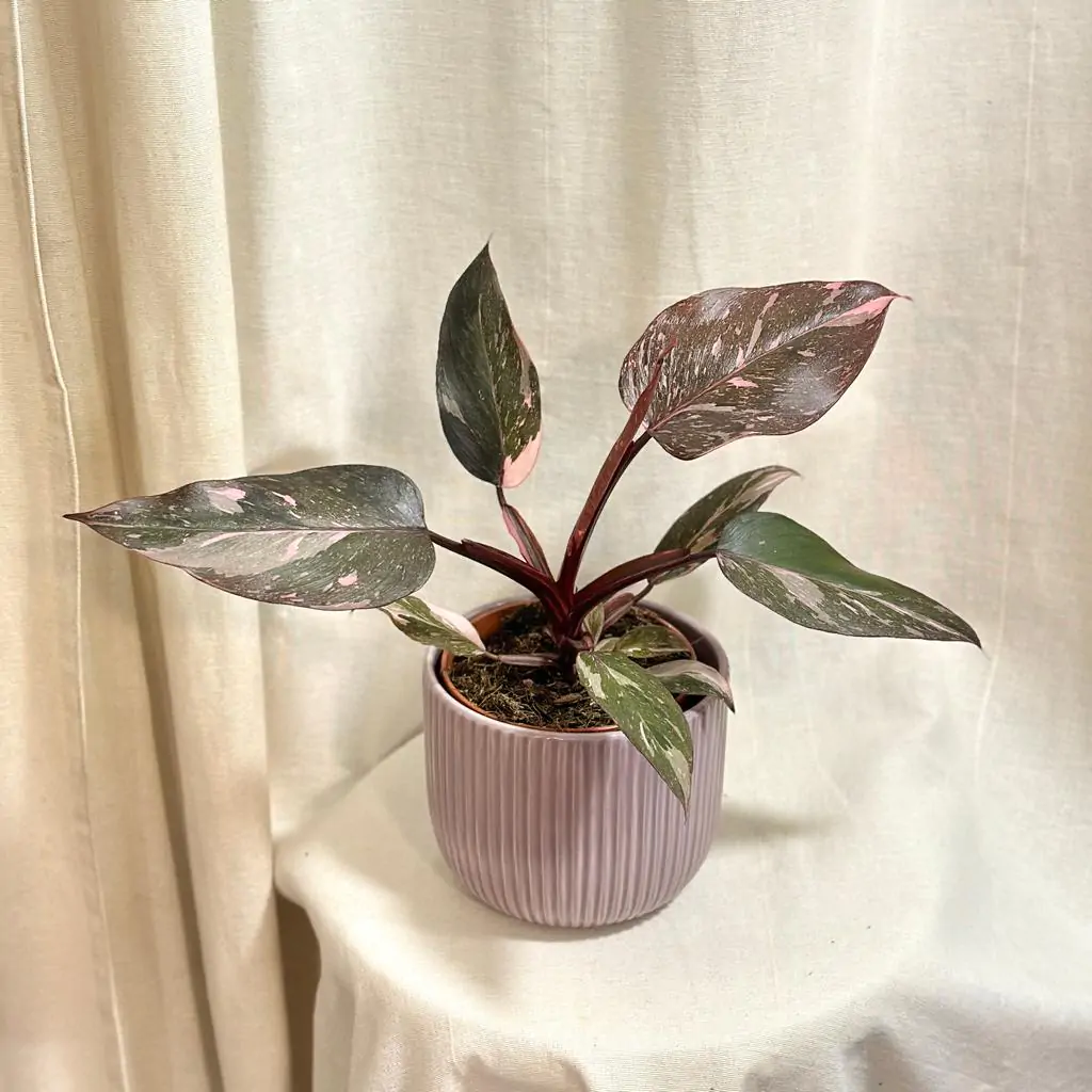 Philodendron ‘Pink Princess Marble’ veľký