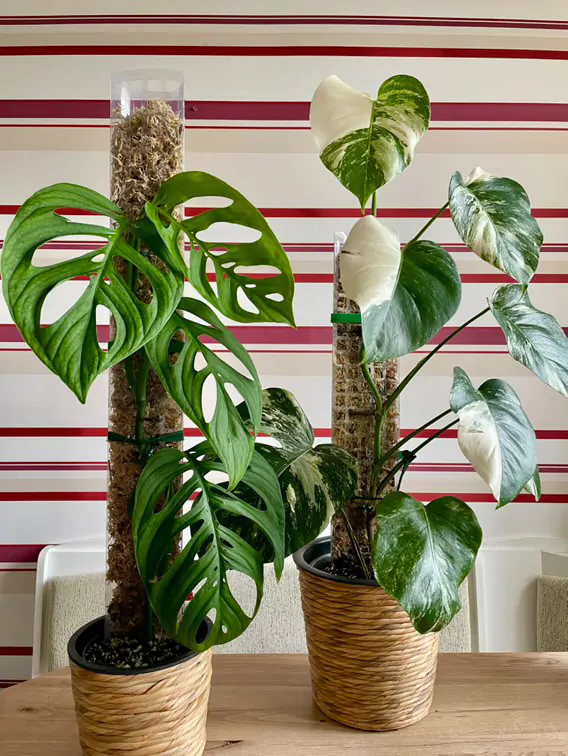 Opory na rastliny: Porovnanie tých najobľúbenejších a rady na ich používanie raselinnikova oporna tyc na izbove rastliny oporna tyc pre rastliny