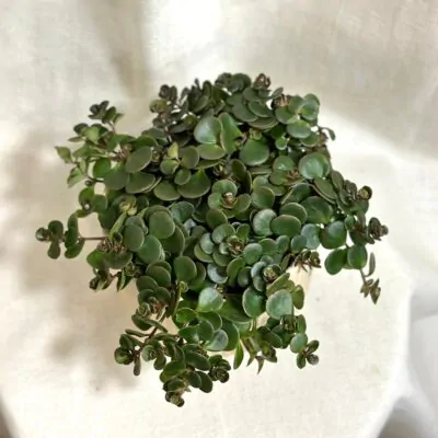 sukulent sedum makinoi Tornado rozchodnik