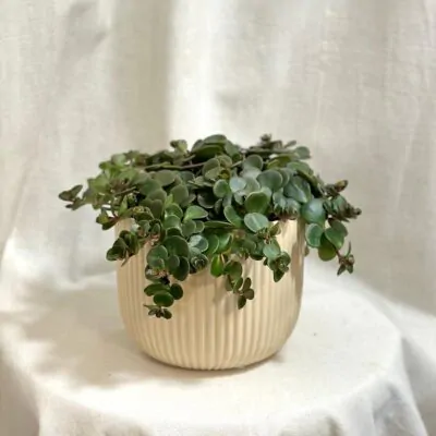 sukulent sedum makinoi Tornado rozchodnik