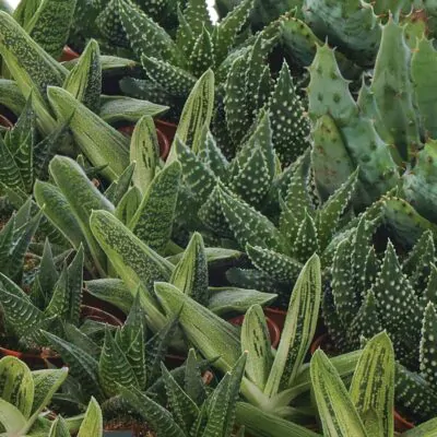 semienka aloe mix semena sukulentov izbove rastliny