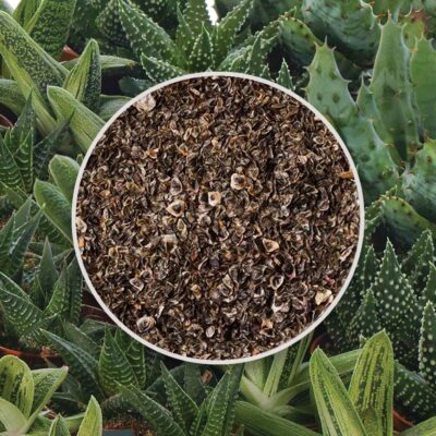 semienka aloe mix semena sukulentov izbove rastliny