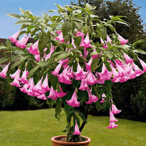 Semienka brugmansia suaveolens pink anjelska truba zu semien semena kvitnucich rastlin