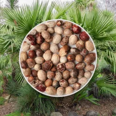 Semienka chamaerops humilis palmicka nizka zo semien semena izbovych rastlin plantizia