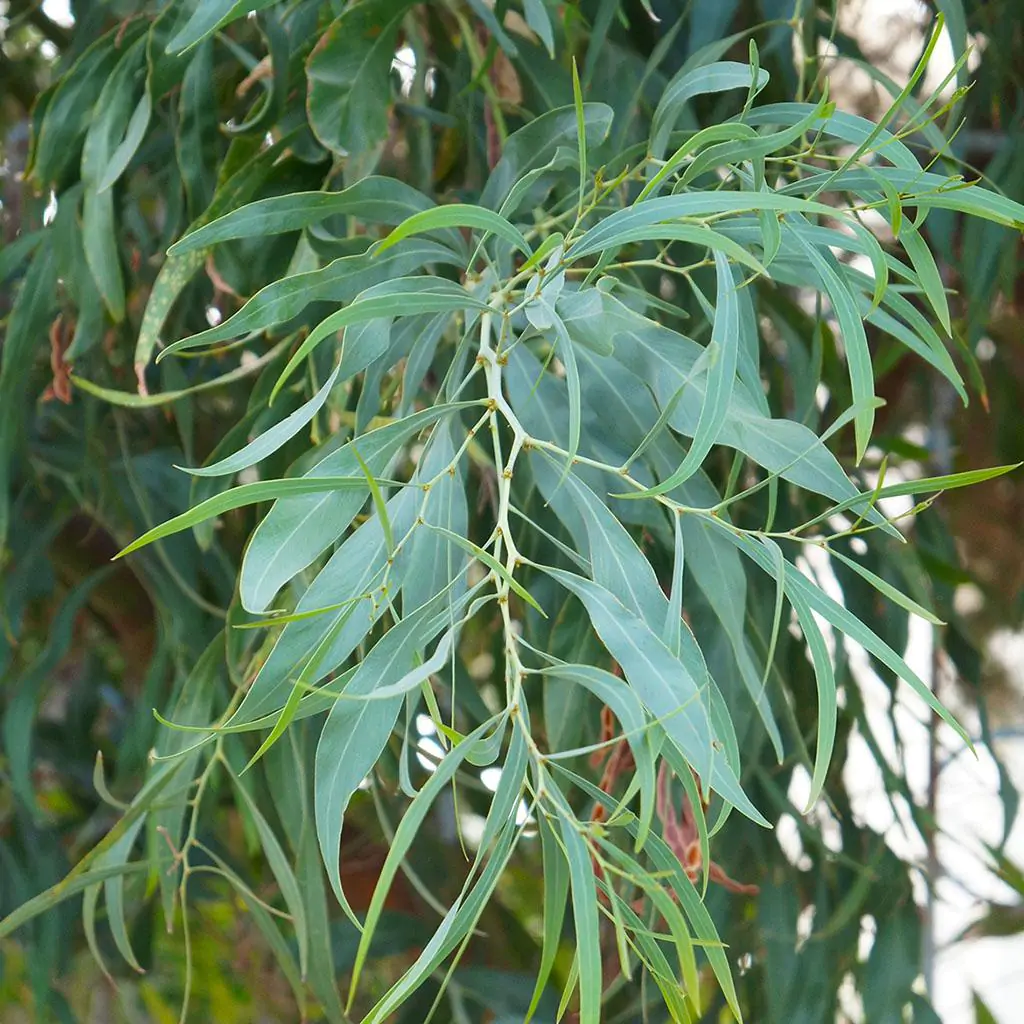 semienka Eucalyptus nicholii pestovanie zo semien semena izbovych rastliny
