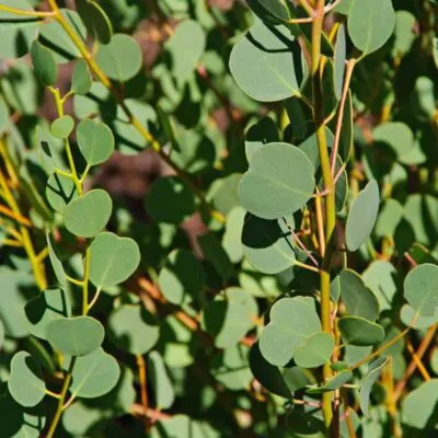 semienka Eucalyptus websteriana pestovanie zo semien semena izbovych rastliny
