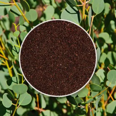 semienka Eucalyptus websteriana pestovanie zo semien semena izbovych rastliny
