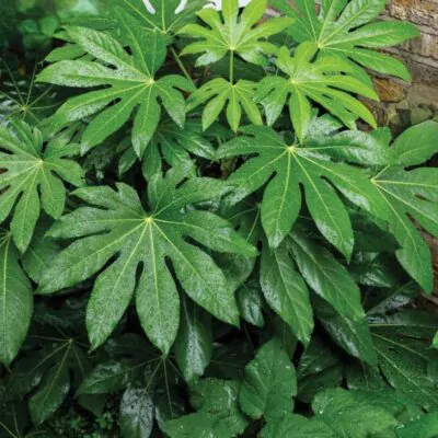 semienka fatsia japonica zo semien semena izbovych rastlin plantizia