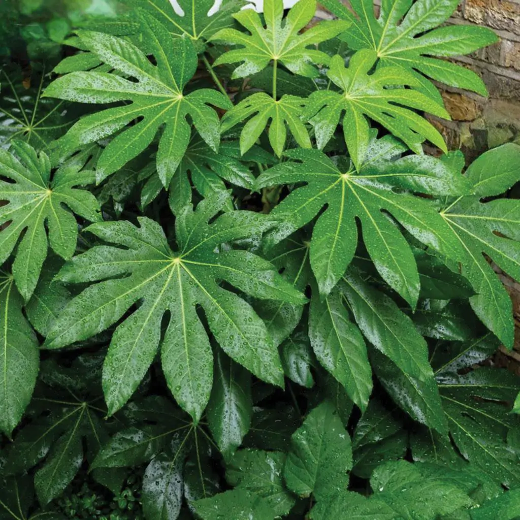 Semienka Fatsia japonica 5 ks semienka fatsia japonica zo semien semena izbovych rastlin plantizia