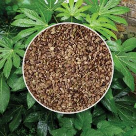 Semienka Fatsia japonica 5 ks