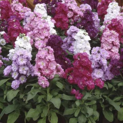 semienka fiala letna siva matthiola semena semo kvety