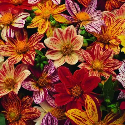 semienka georgina premenliva fireworks dahlia pinnata semo kvety letnicky semena