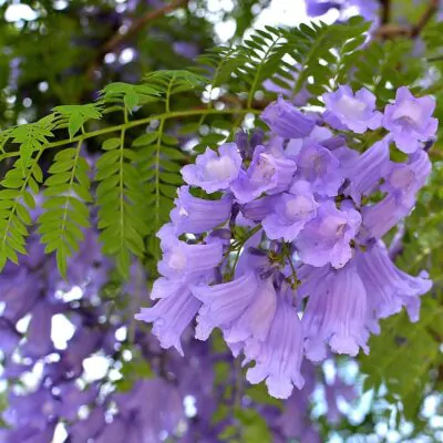 Semienka Jacaranda mimosifolia žakaranda mimózolistá zo semien semena stromov plantizia