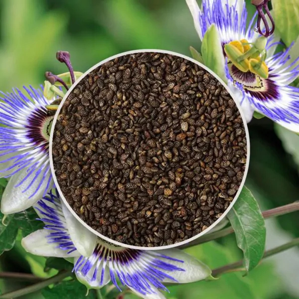 Semienka mucenka kristova koruna Passiflora caerulea fialove kvety zo semien semena rastlin plantizia