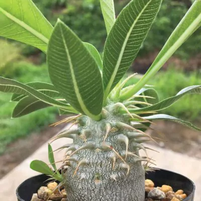 semienka Pachypodium densiflorum sukulent zo semien semena izbovych rastlin plantizia