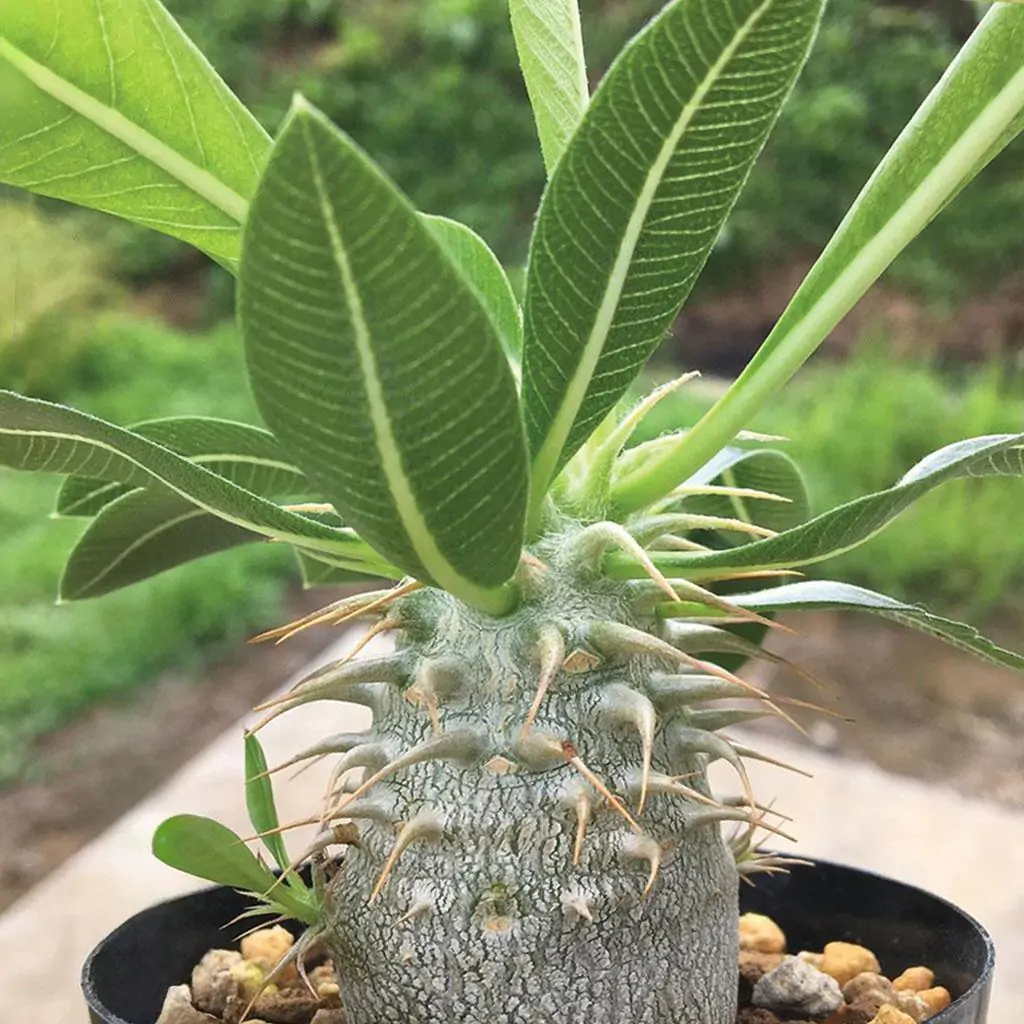 Semienka Pachypodium densiflorum 5 ks semienka Pachypodium densiflorum sukulent zo semien semena izbovych rastlin plantizia