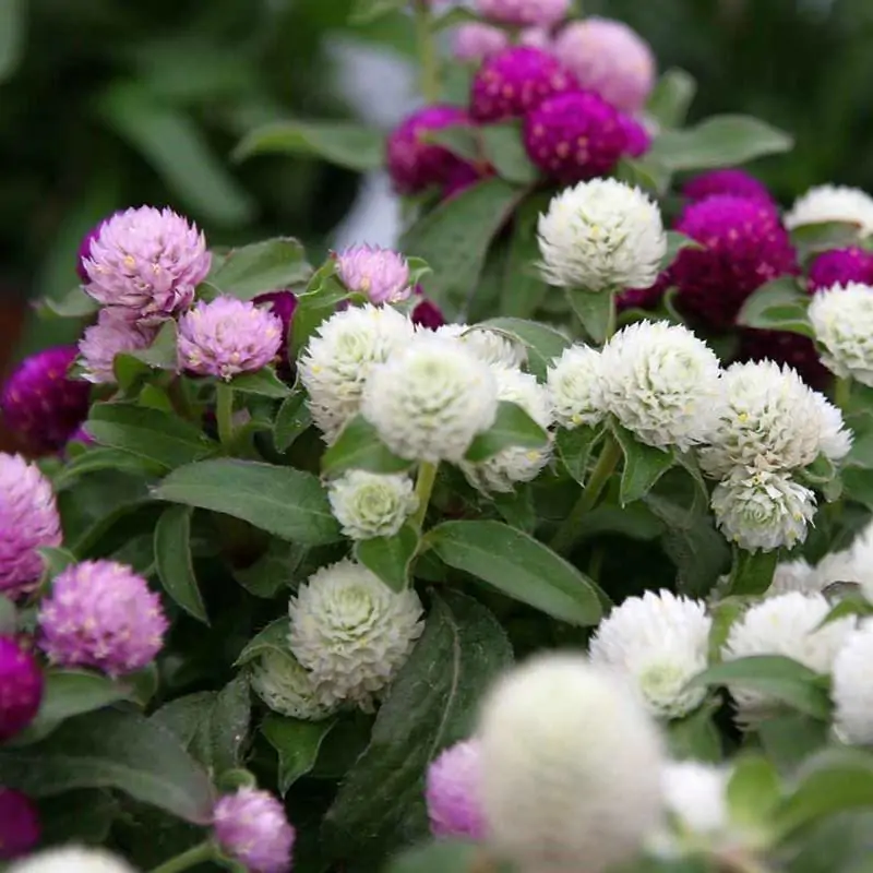 Semienka Pestrovka guľovitá zmes 0,5 g semienka pestrovka gulovita semena kvetov letnicky zo semien semo