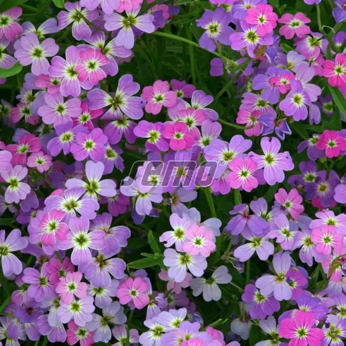 Semienka Večernička prímorská Spring Sparkle 0,2 g semienka vecernicka primorska spring sparkle semo kvetiny do zahrady