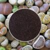 Semienka Živé kamene / Lithopsy mix 10 ks semienka zive kamene lithopsy mix sukulentov zo semien