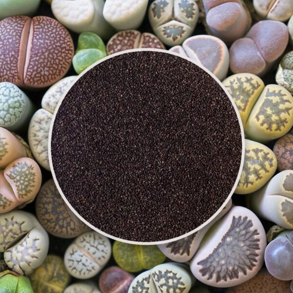 semienka zive kamene lithopsy mix sukulentov zo semien