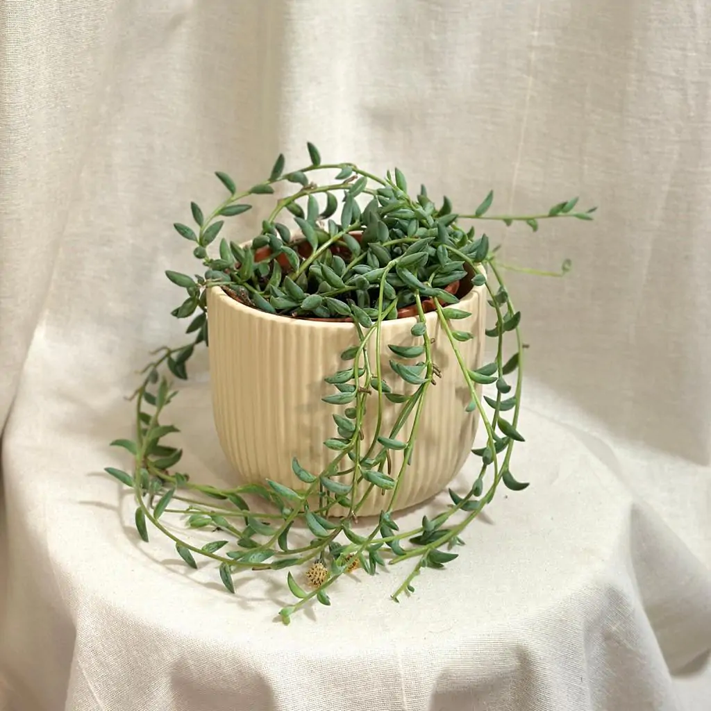 Starček / Senecio radicans veľký