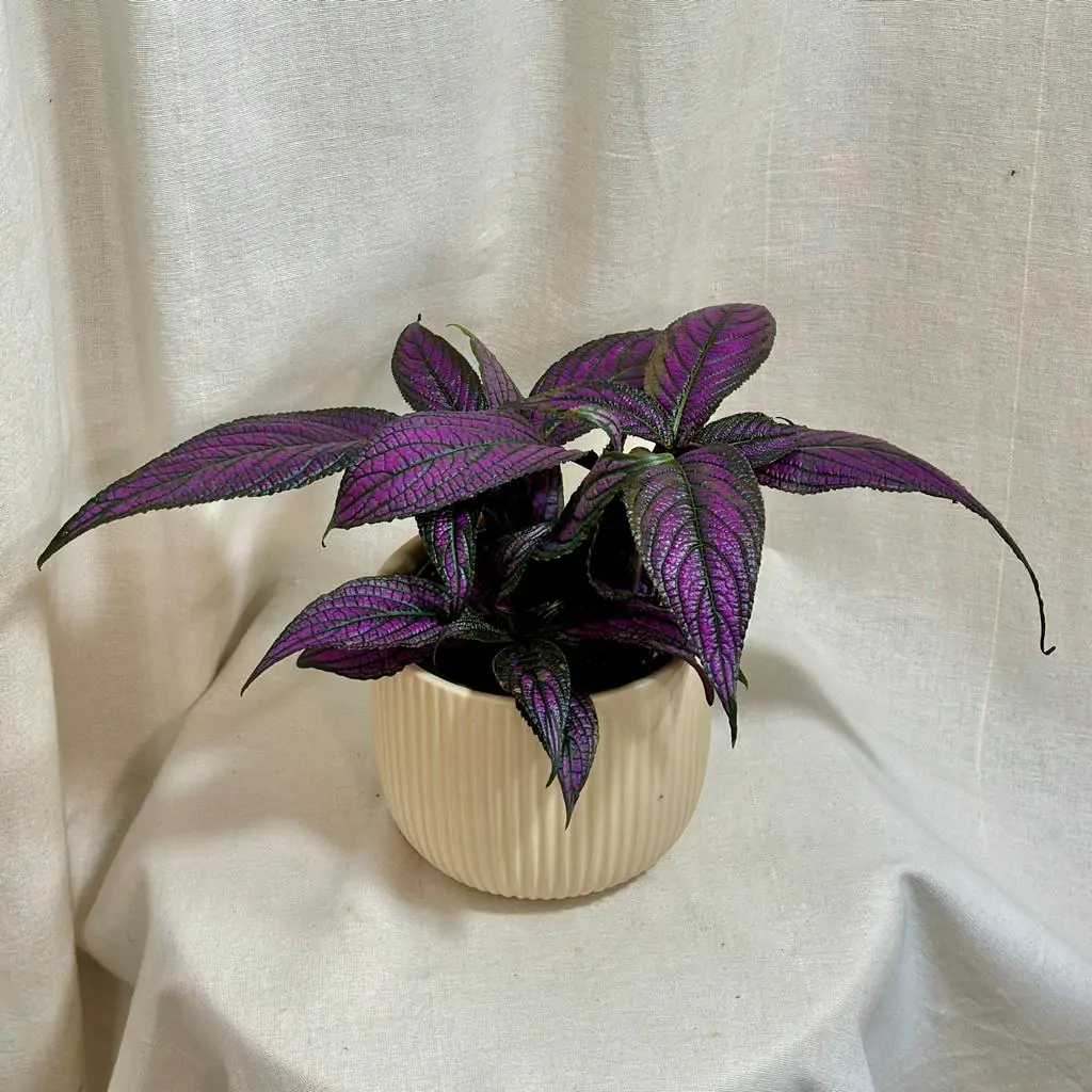 Strobilanthes dyeriana